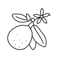 lime blossom line icon vector illustration