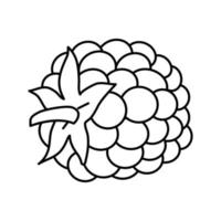 blackberry berry hoja línea icono vector ilustración