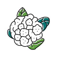 cauliflower cabbage color icon vector illustration