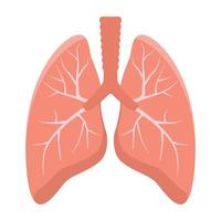 Lungs isolated on white background. vector
