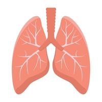 pulmones aislados sobre fondo blanco. vector