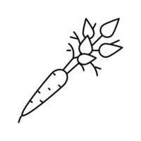 ilustración de vector de icono de línea de zanahoria cruda