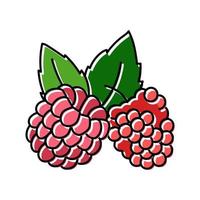 raspberry plant leaf fresh color icon vector illustration