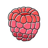 Ilustración de vector de icono de color de fruta madura de frambuesa roja