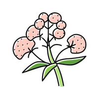 valerian medical herb color icon vector illustration