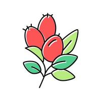 rosa mosqueta aromaterapia color icono vector aislado ilustración