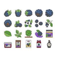 blackberry fruit berry iconos de alimentos negros establecer vector