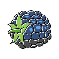 blackberry berry hoja color icono vector ilustración