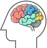 diagrama del cerebro humano png