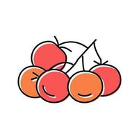 racimo tomate color icono vector ilustración
