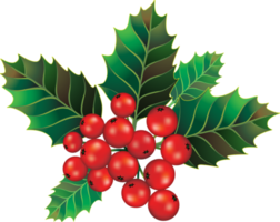 Beautiful holly christmas branch and berry png