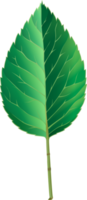 ilustración de hoja verde png