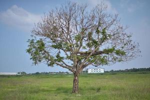 a tree that almost died in the middle of a rice field photo