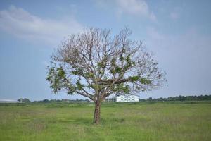 a tree that almost died in the middle of a rice field photo