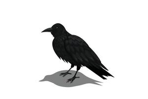 Crow animation poses vector illustration