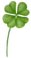 acquerello st patrick fortunato trifoglio tre foglia cartone animato mano pittura png