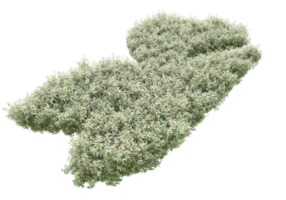 gras met bloemen geïsoleerd Aan transparant achtergrond. 3d renderen - illustratie png