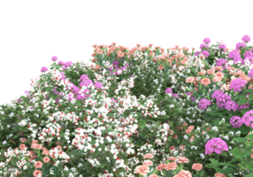 Grass with flowers isolated on transparent background. 3d rendering - illustration png