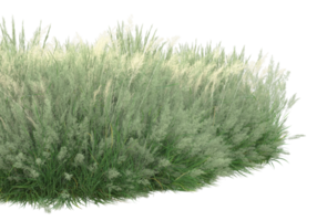 Gras mit Blumen isoliert auf transparentem Hintergrund. 3D-Rendering - Abbildung png