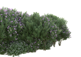 herbe avec des fleurs isolées sur fond transparent. rendu 3d - illustration png