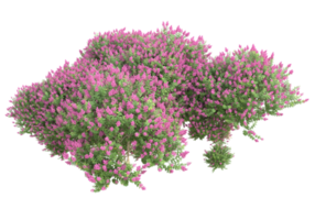 Grass with flowers isolated on transparent background. 3d rendering - illustration png