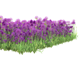 Grass with flowers isolated on transparent background. 3d rendering - illustration png