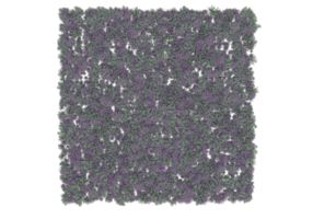 Gras mit Blumen isoliert auf transparentem Hintergrund. 3D-Rendering - Abbildung png