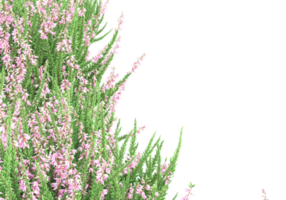 herbe avec des fleurs isolées sur fond transparent. rendu 3d - illustration png