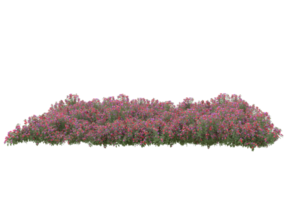 Grass with flowers isolated on transparent background. 3d rendering - illustration png