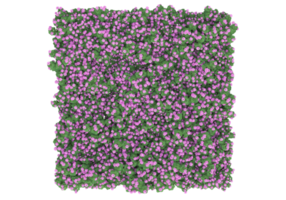 Gras mit Blumen isoliert auf transparentem Hintergrund. 3D-Rendering - Abbildung png