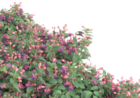 herbe avec des fleurs isolées sur fond transparent. rendu 3d - illustration png