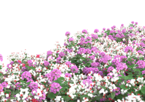 hierba con flores aisladas sobre fondo transparente. Representación 3d - ilustración png