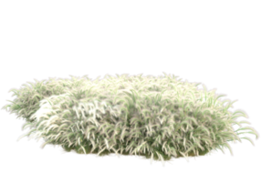 Gras mit Blumen isoliert auf transparentem Hintergrund. 3D-Rendering - Abbildung png