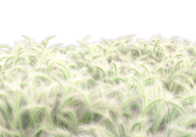 herbe avec des fleurs isolées sur fond transparent. rendu 3d - illustration png