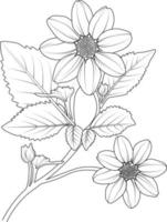 Dahlia flower line art, vector illustration, hand-drawn pencil sketch, coloring book, and page, isolated on white background clip art. coloring pages.