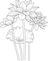 Lotus flower outline, Beautiful botanical floral pattern illustration for coloring page or book, Egyptian lotus flower sketch art hand drawn monochrome, vector art, illustration.