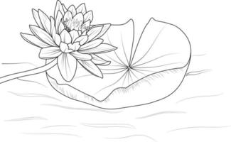 Lotus flower outline, Beautiful botanical floral pattern illustration for coloring page or book, Egyptian lotus flower sketch art hand drawn monochrome, vector art, illustration.