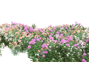 herbe avec des fleurs isolées sur fond transparent. rendu 3d - illustration png