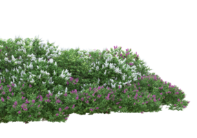 Grass with flowers isolated on transparent background. 3d rendering - illustration png