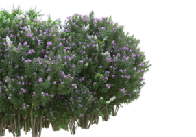 herbe avec des fleurs isolées sur fond transparent. rendu 3d - illustration png