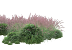 Gras mit Blumen isoliert auf transparentem Hintergrund. 3D-Rendering - Abbildung png