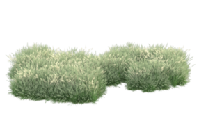 gras met bloemen geïsoleerd Aan transparant achtergrond. 3d renderen - illustratie png