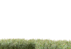 grama com flores isoladas em fundo transparente. renderização 3D - ilustração png