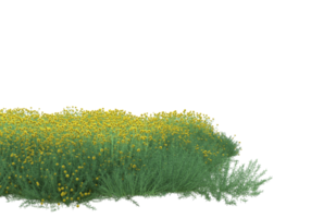 Grass with flowers isolated on transparent background. 3d rendering - illustration png