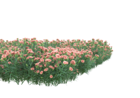 Gras mit Blumen isoliert auf transparentem Hintergrund. 3D-Rendering - Abbildung png