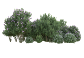 Grass with flowers isolated on transparent background. 3d rendering - illustration png