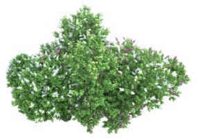 herbe avec des fleurs isolées sur fond transparent. rendu 3d - illustration png