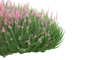 Grass with flowers isolated on transparent background. 3d rendering - illustration png