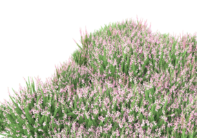 Gras mit Blumen isoliert auf transparentem Hintergrund. 3D-Rendering - Abbildung png