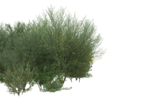 Grass with flowers isolated on transparent background. 3d rendering - illustration png